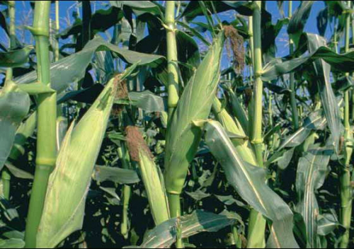 BASALTS APPLICATIONS