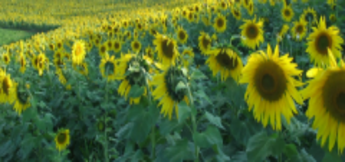 UM VERDADEIRO FERTILIZANTE