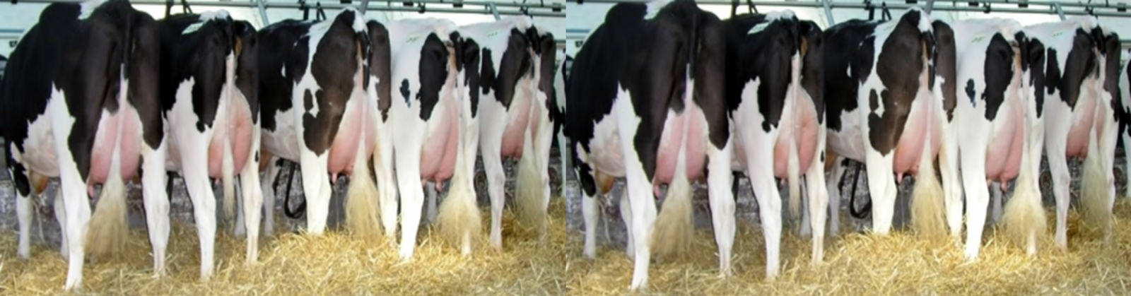 LA PRODUCTION ET L'INDUSTRIALISATION DU LAIT